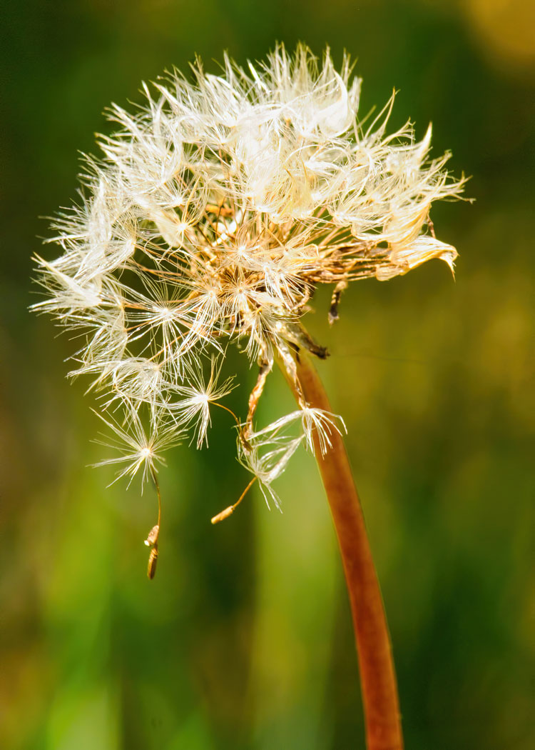 dandelion flower