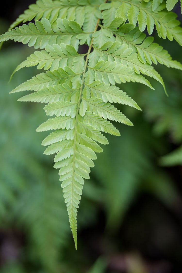 fern frond