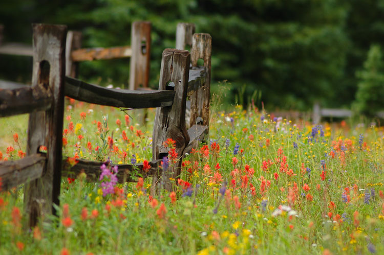 field of wildflowers